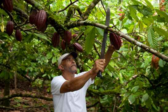 fair trade sustainable trade Triodos Bank