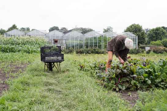 healthcare community gardens Triodos Bank