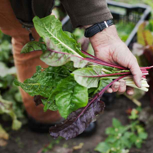 A tipping point for organic?