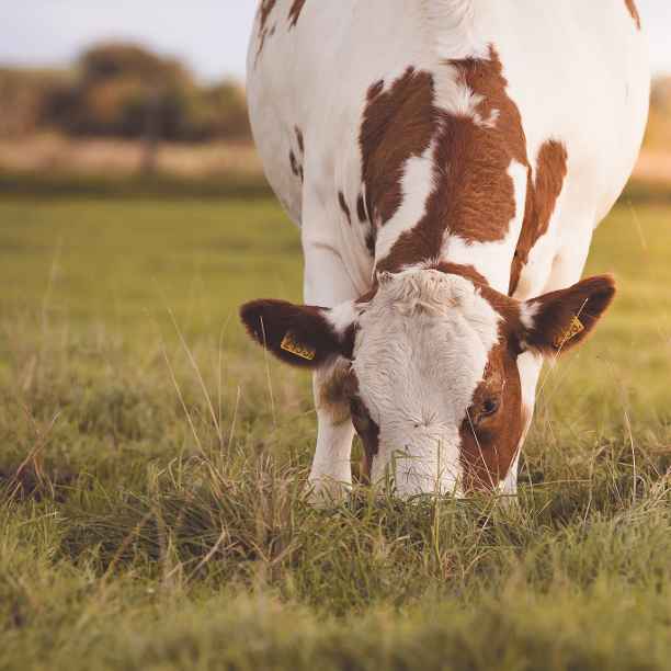 A view on the meat debate