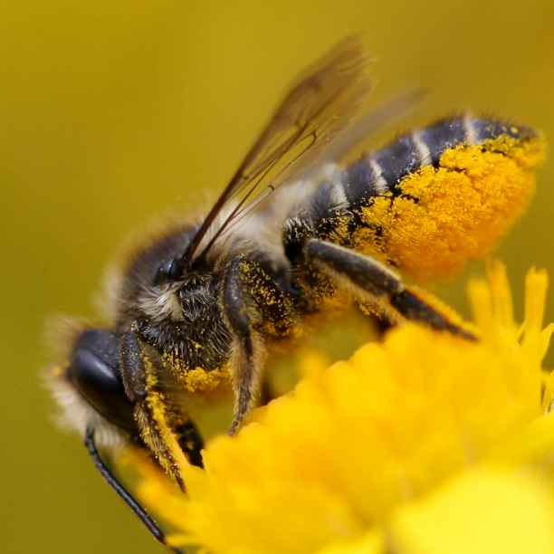The buzz around bees