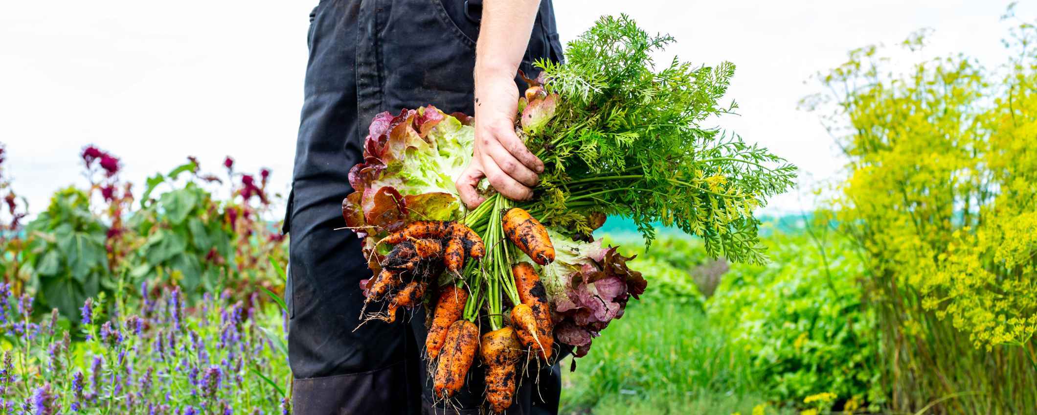 Organic farming revolution