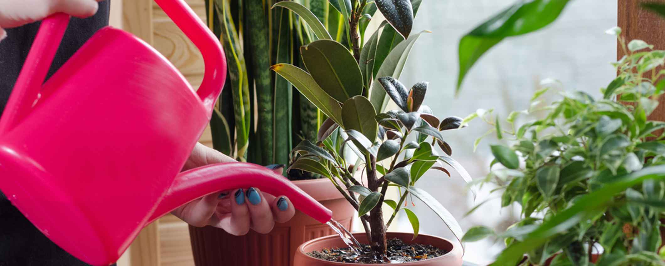 Young woman watering plant using colour plastic watering can