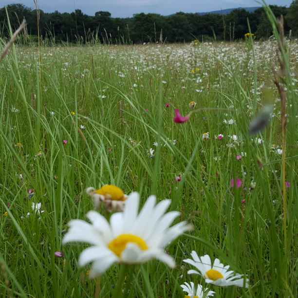 Greener Pastures at Phepson Farm