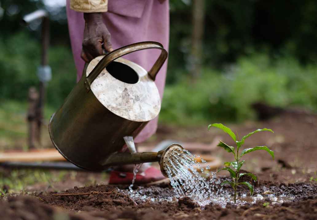 Ecosia Kenya