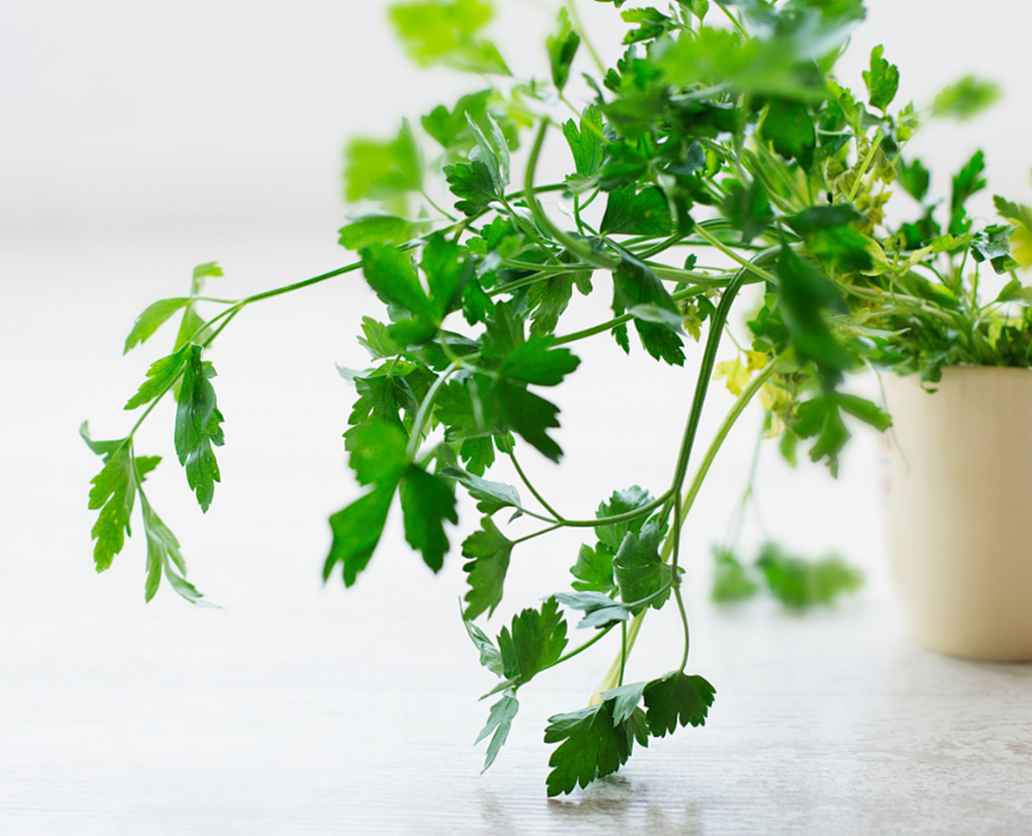 Sew parsley in autumn