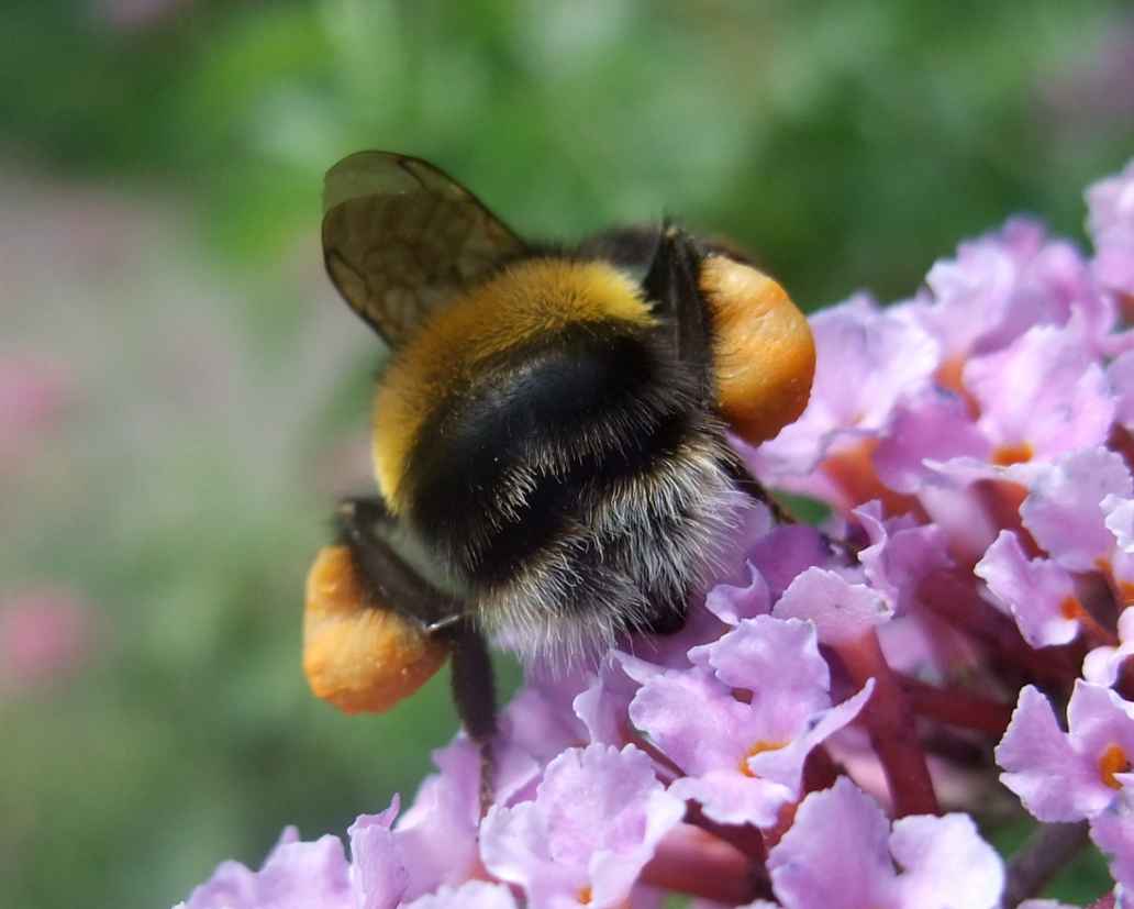 Tri Bees The buzz around bees | Triodos Bank