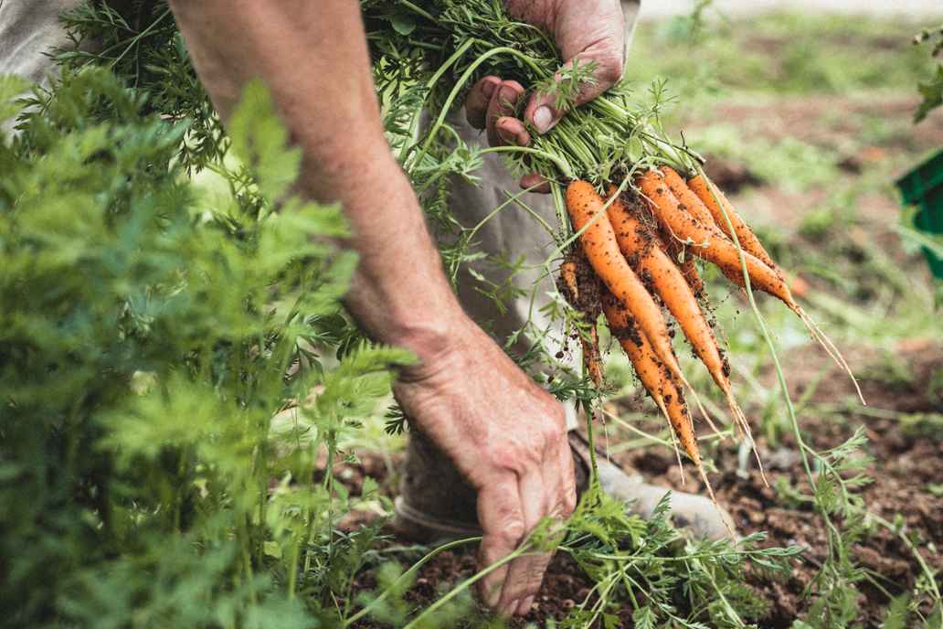 Organic carrots