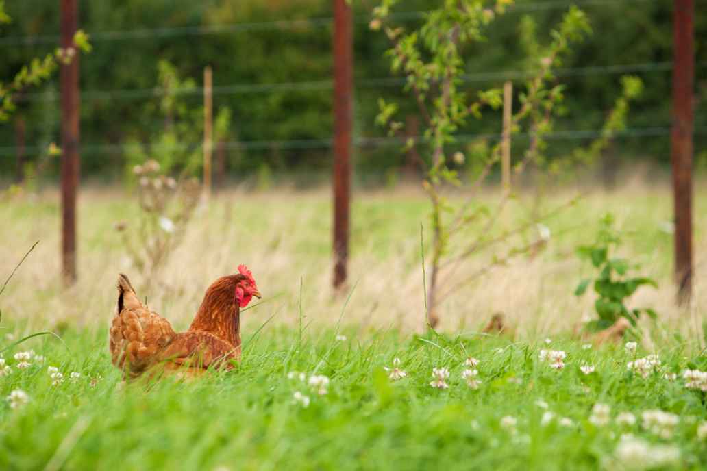 A chicken roaming amongst trees