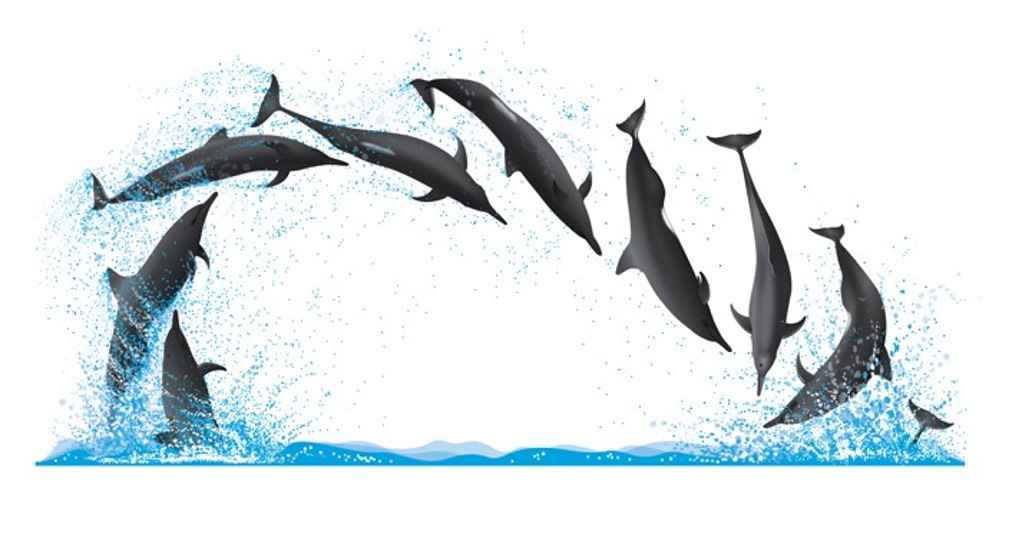 Spinner dolphins