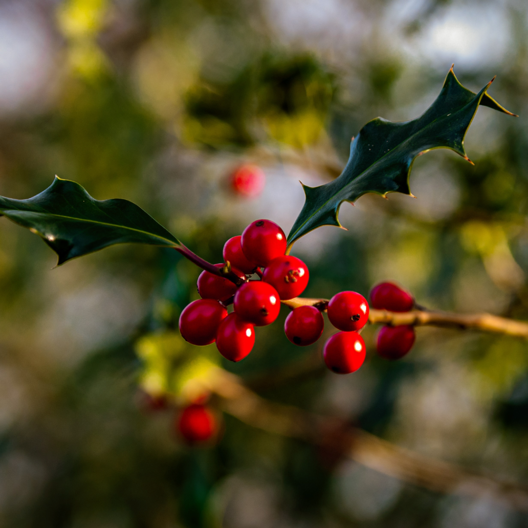 Bright holly berries nestled in leaves