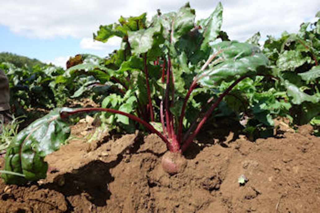 Organic boom | Triodos Bank