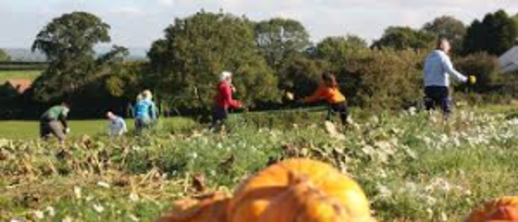 Community farm