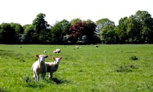 Swillington Organic Farm